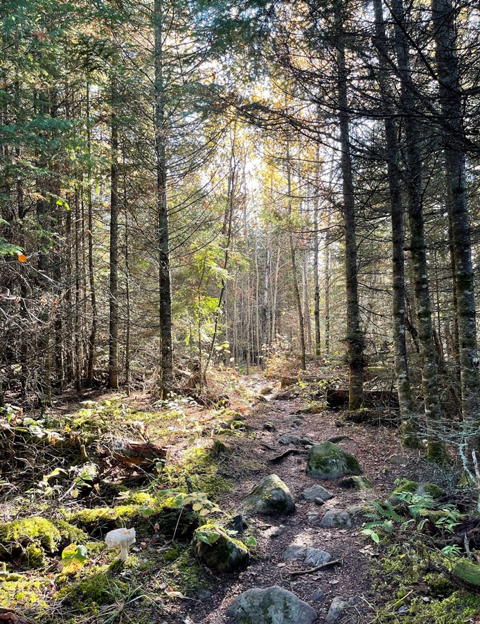 sunlight shines through trees on the Caribou Rock Trail in MN