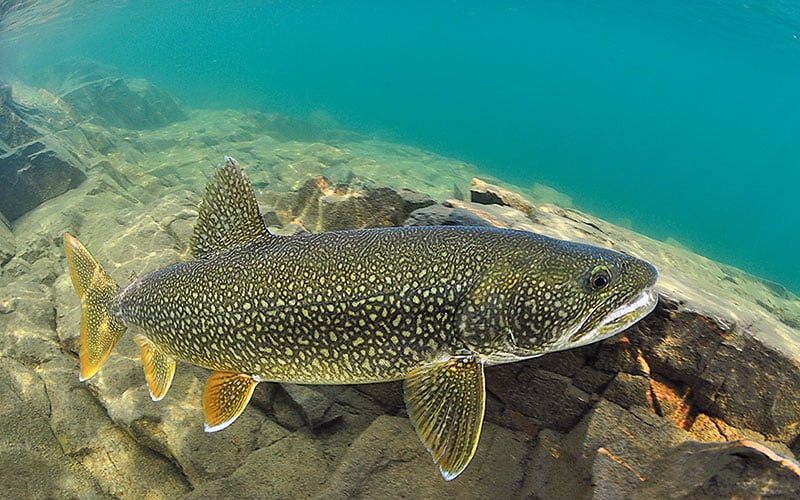 lake superior trout