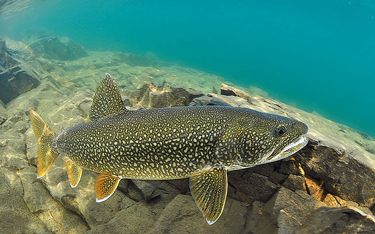 Lake Superior Trout