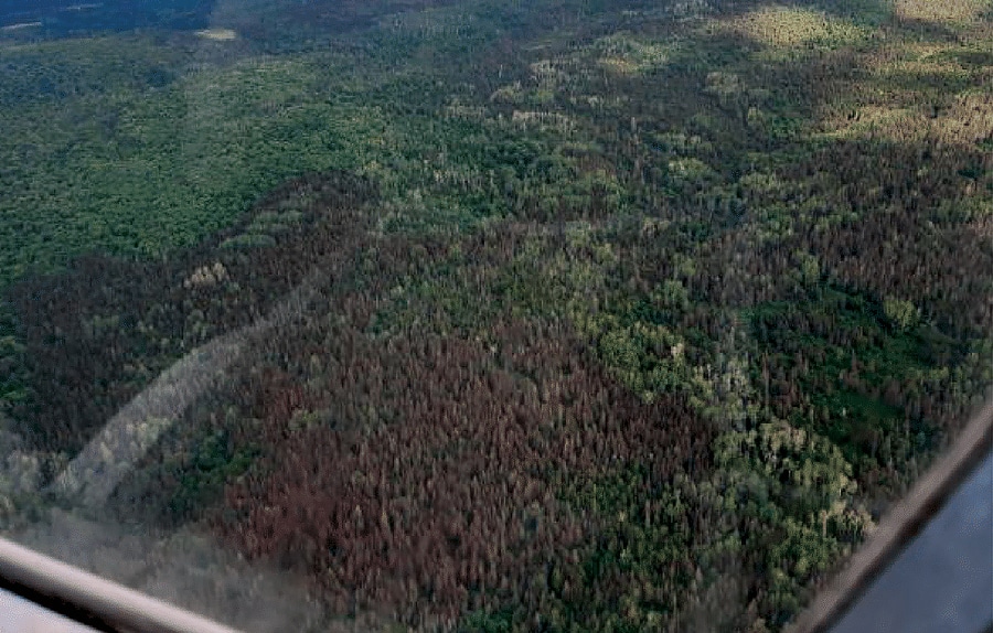 aerial view of spruce budworm affected trees