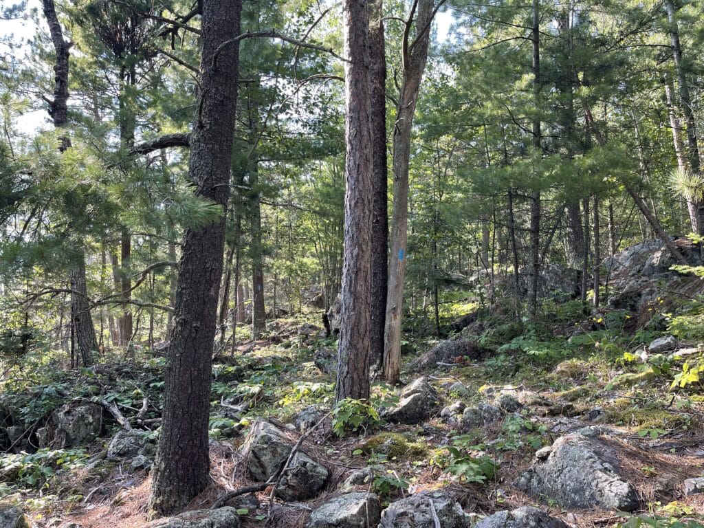 Pine trees along rocky hiking trail