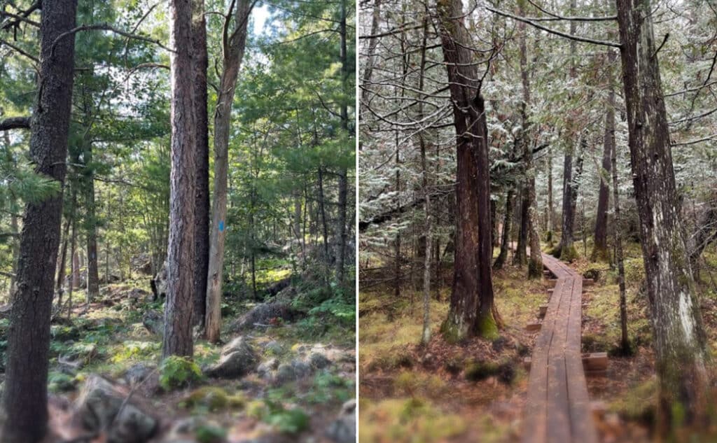 Ancient Cedars Trail, Pine Ridges Trail near Tower MN