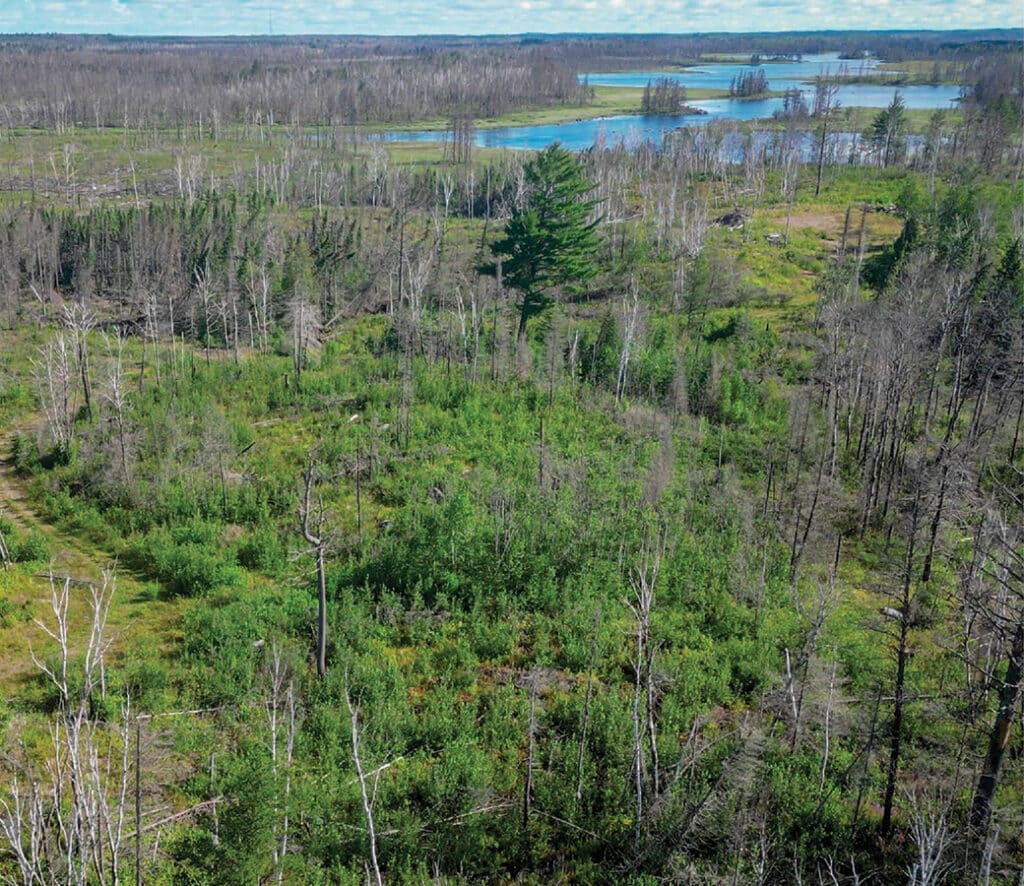View of forest and peatland recently protected by Nature Conservancy Minnesota