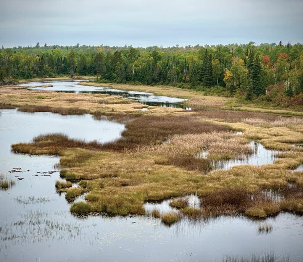 Minnesota peatlands and northern forest