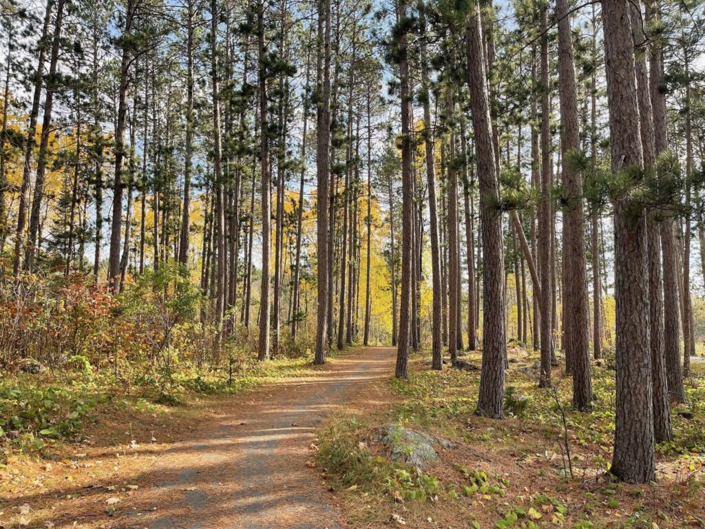 Red Pines near Ely MN
