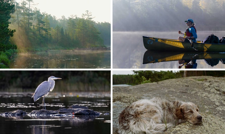 BWCA canoe trips, dog on a boundary waters rock