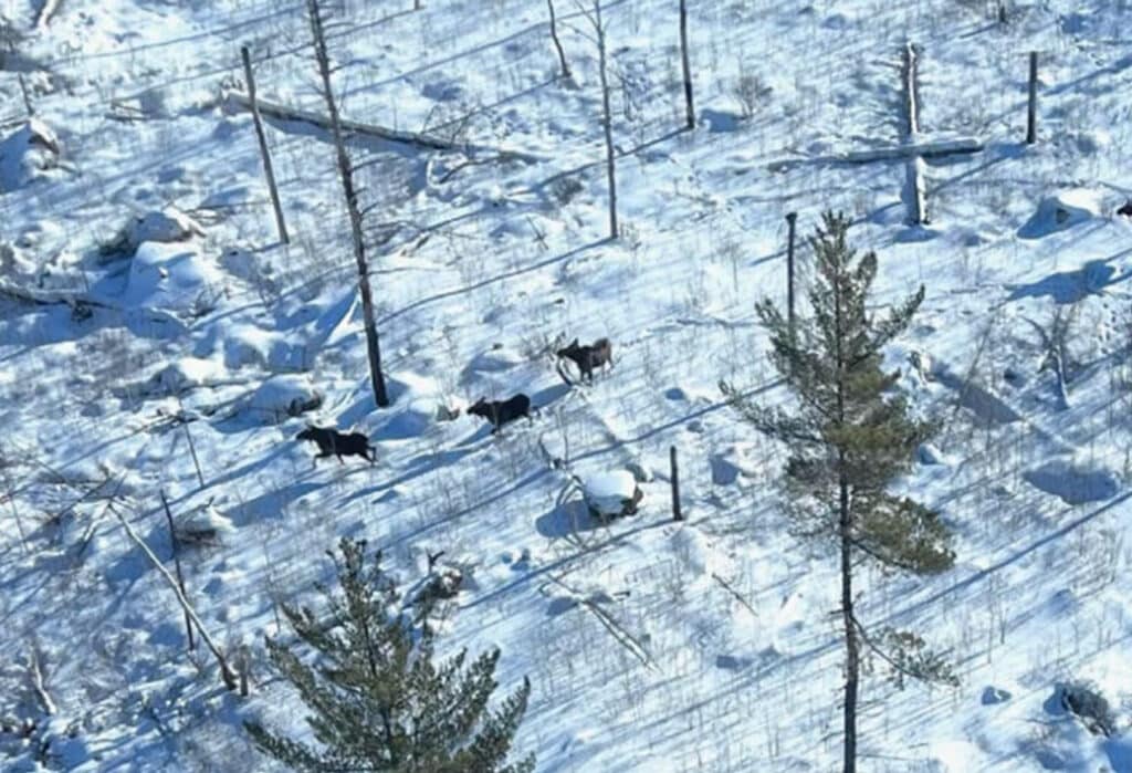 Aerial photo of moose in snow