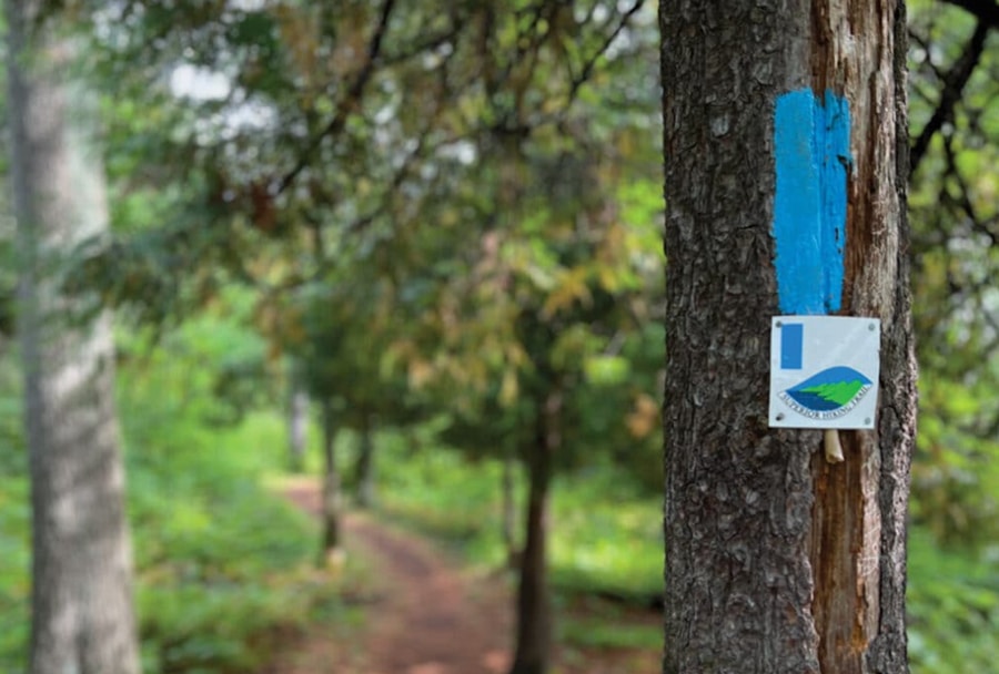 Blazed trail on tree along Superior Hiking Trail