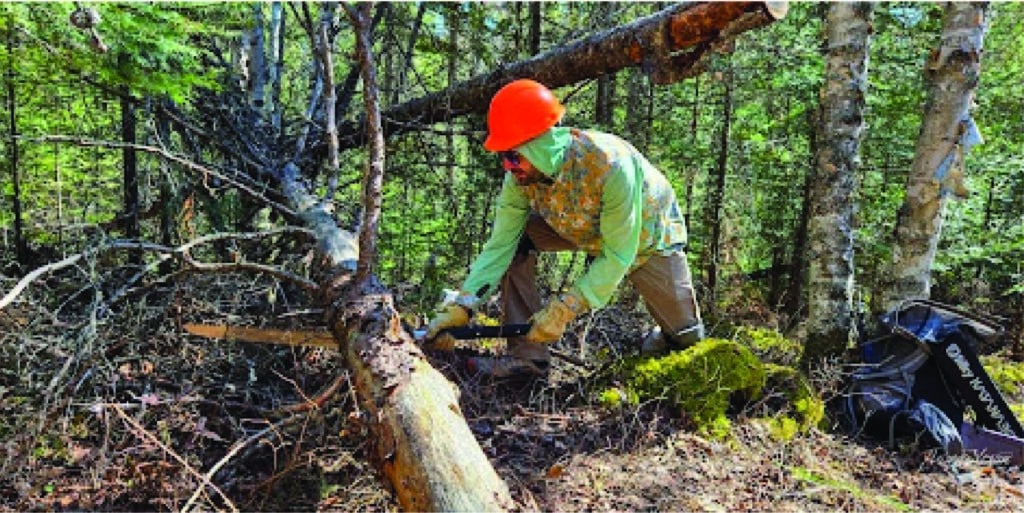 Volunteer removing a tree from boundary waters hiking trails