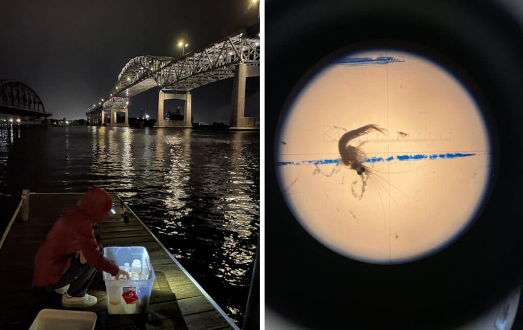 Invasive Bloody Red Shrimp in Lake Superior