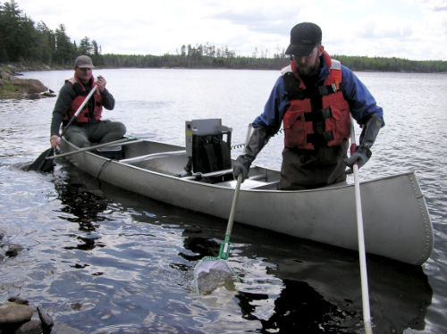 Fish sampling during the mercury study on Shoepack Lake in Voyageurs National Park.
