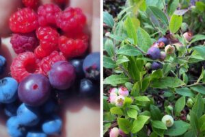 Foraging for wild berries in the BWCA