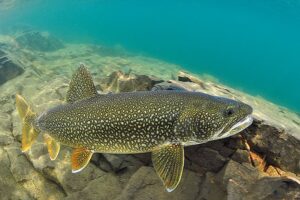 lake superior trout