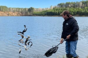 stocking a former mine pit with trout in MN