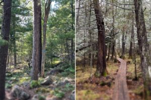 Ancient Cedars Trail, Pine Ridges Trail near Tower MN