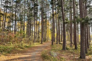 Red Pines near Ely MN