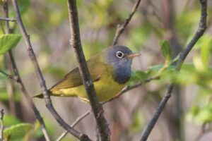 Conneticut Warbler photo Sparky Stensaas