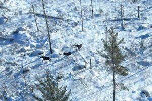Aerial photo of moose in snow