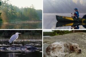 BWCA canoe trips, dog on a boundary waters rock