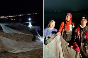 People using nets on beach at night