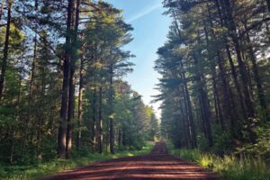 Echo Trail road with pines overhead in MN