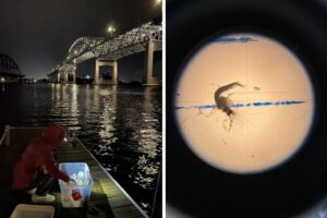 Invasive Bloody Red Shrimp in Lake Superior